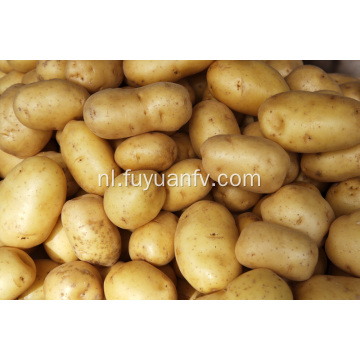 Directe groothandel verse grote aardappel